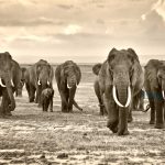 坦桑尼亚象群