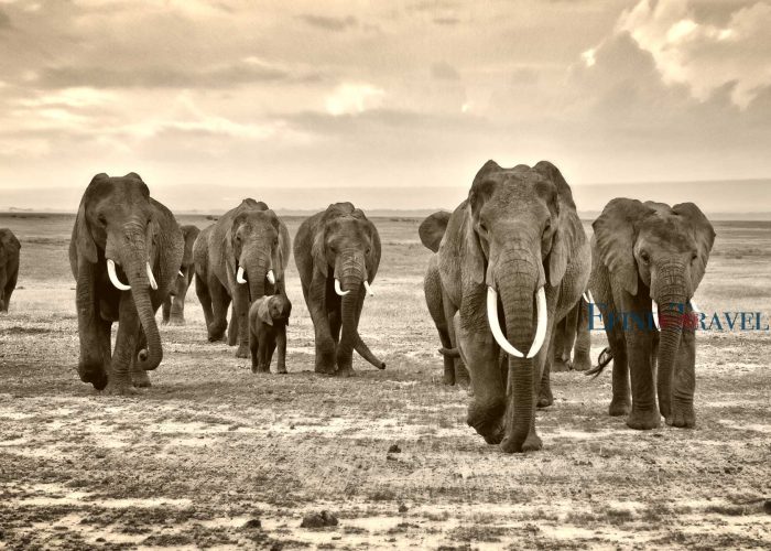 坦桑尼亚象群