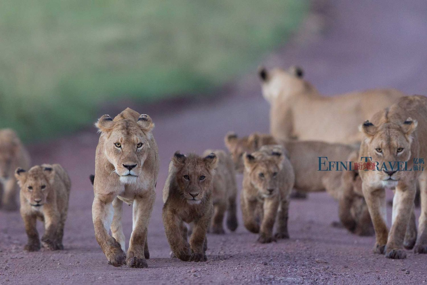 坦桑尼亚狮群